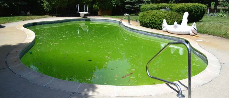 xử lý rêu tảo bể bơi