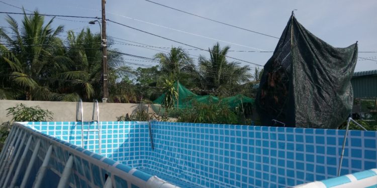 bể bơi di động mini
